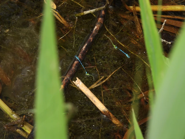 Coenagrion puella - azúrkék légivadász