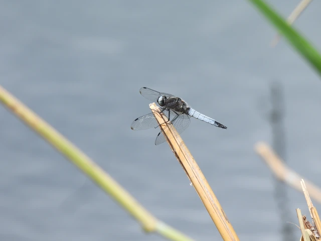 Libellula fulva - kisfoltos laposacsa