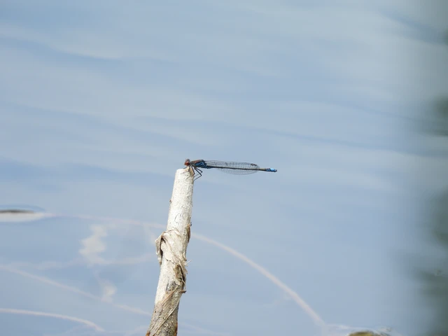 Erythromma viridulum - kis pirosszemű-légivadász