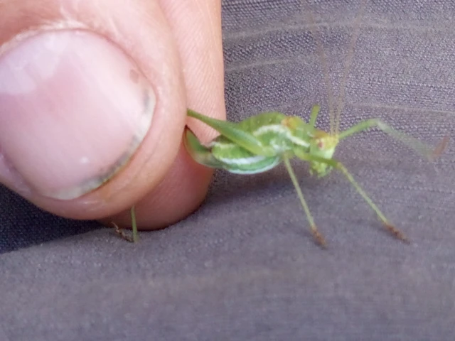 Leptophyes albovittata - közönséges virágszöcske Leptophyes albovittata - közönséges virágszöcske