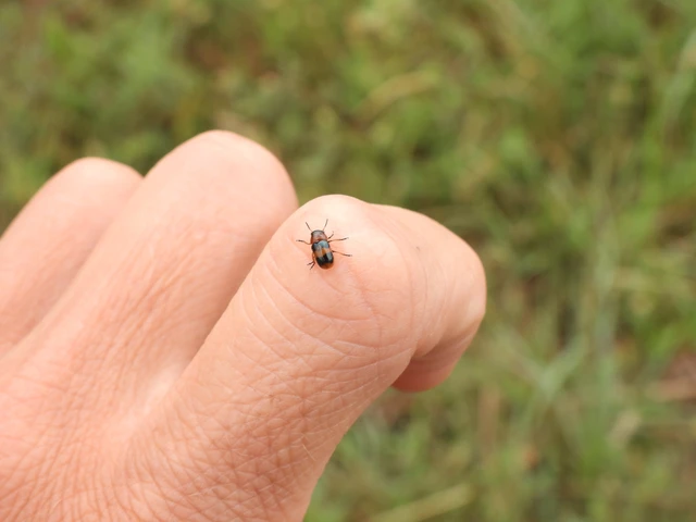 Coptocephala unifasciata - sárgalábú hullóbogár