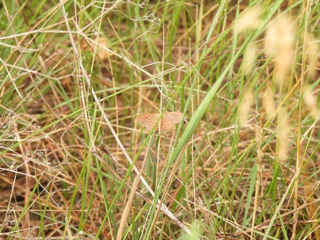 Idaea ochrata - okkerszínű sávosaraszoló