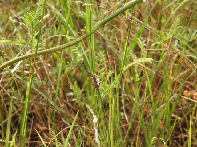 Phytoecia argus - árgusszemű cincér