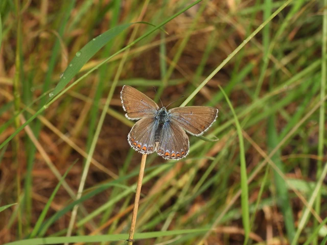 Polyommatus bellargus - égszínű boglárka