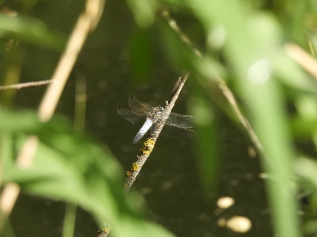 Orthetrum cancellatum - feketefarkú pásztorszitakötő