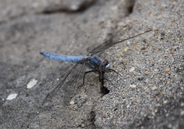 Orthetrum brunneum - pataki pásztorszitakötő