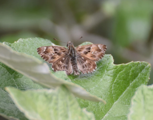 Carcharodus alceae - mályva-busalepke