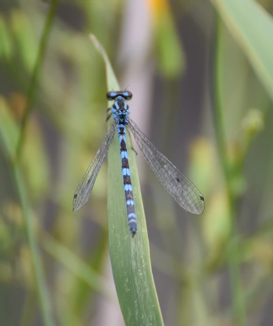 Coenagrion ornatum - díszes légivadász