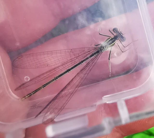 Platycnemis pennipes - széleslábú szitakötő