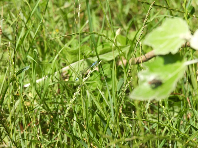 Ischnura elegans pontica - kéköves légivadász