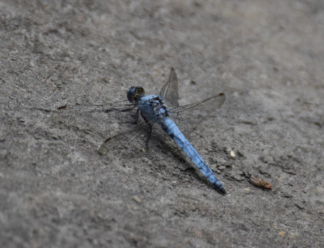 Orthetrum brunneum - pataki pásztorszitakötő