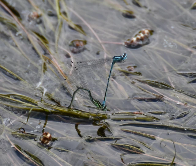 Coenagrion puella - azúrkék légivadász
