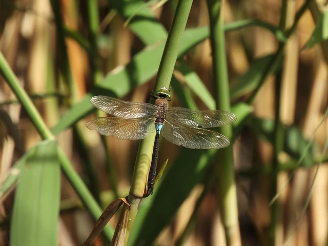 Anax parthenope - barna óriásacsa Anax parthenope - barna óriásacsa