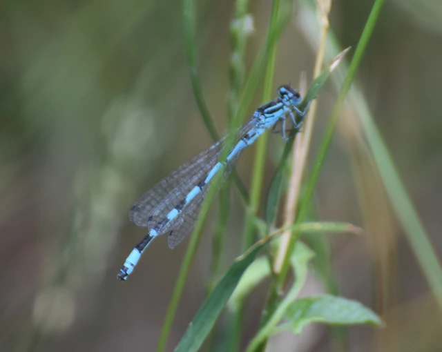 Coenagrion ornatum - díszes légivadász