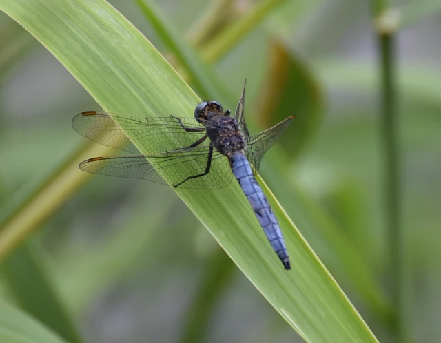 Orthetrum coerulescens - karcsú pásztorszitakötő