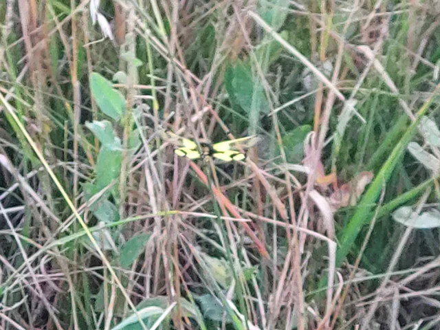 Libelloides macaronius - keleti rablópille