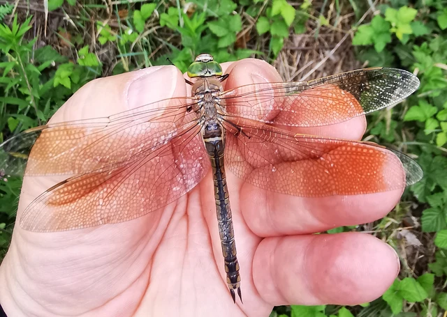 Anax parthenope - barna óriásacsa Anax parthenope - barna óriásacsa