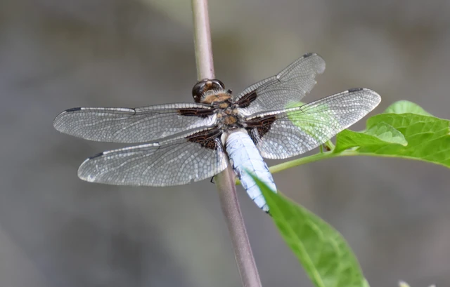Libellula depressa - széles laposacsa