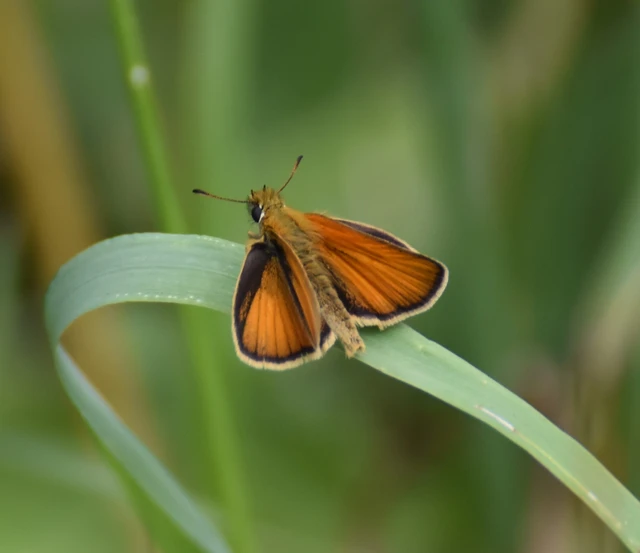Thymelicus lineola - vonalas busalepke