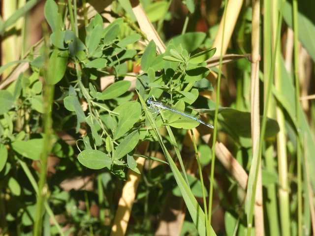 Platycnemis pennipes - széleslábú szitakötő