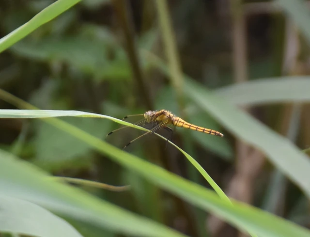 Orthetrum cancellatum - feketefarkú pásztorszitakötő