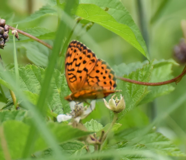 Brenthis daphne - málna-gyöngyházlepke