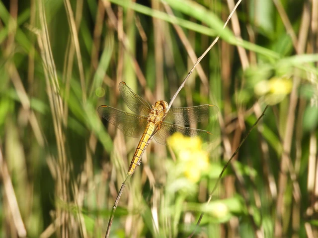 Orthetrum coerulescens - karcsú pásztorszitakötő
