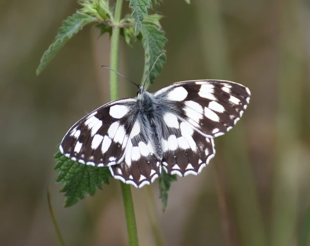 Melanargia galathea - sakktáblalepke
