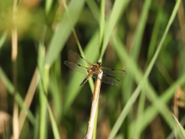 Libellula quadrimaculata - négyfoltos laposacsa
