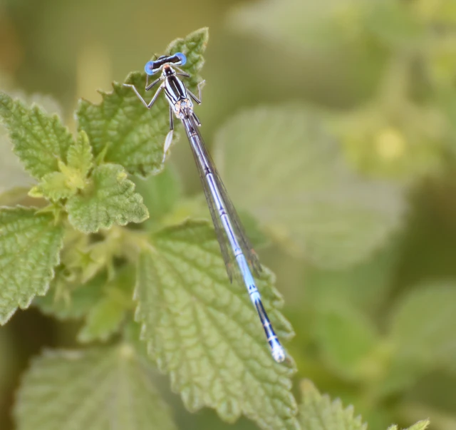 Platycnemis pennipes - széleslábú szitakötő