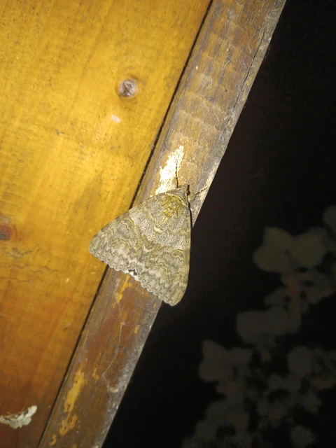Catocala nupta - piros övesbagoly