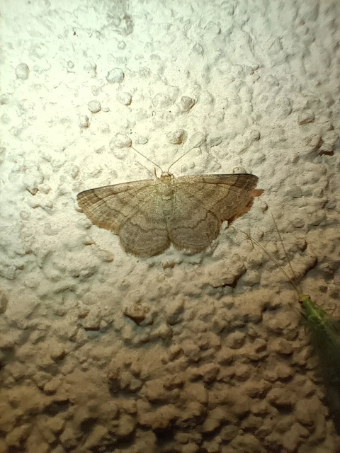 Scopula rubiginata - réti pirosaraszoló