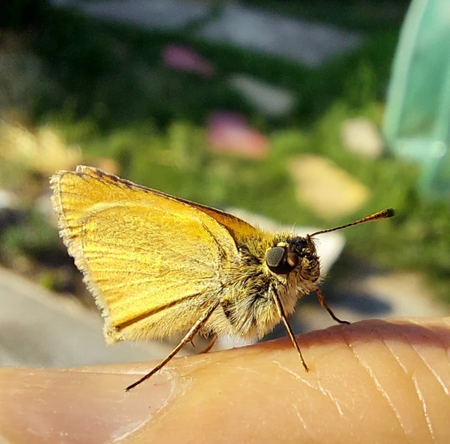 Thymelicus lineola - vonalas busalepke