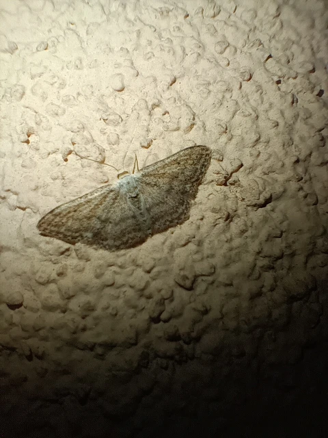 Idaea seriata - szürke apróaraszoló
