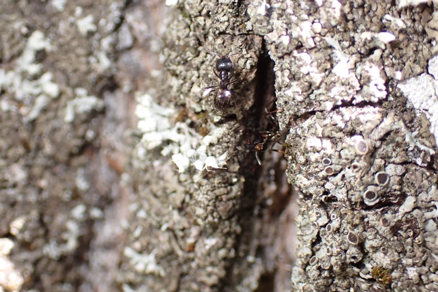 Lasius fuliginosus - kartonépítő fahangya