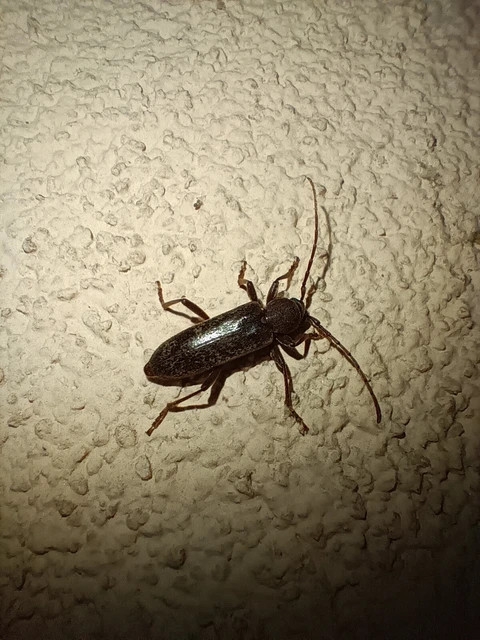 Trichoferus campestris - szállóvendég éjicincér