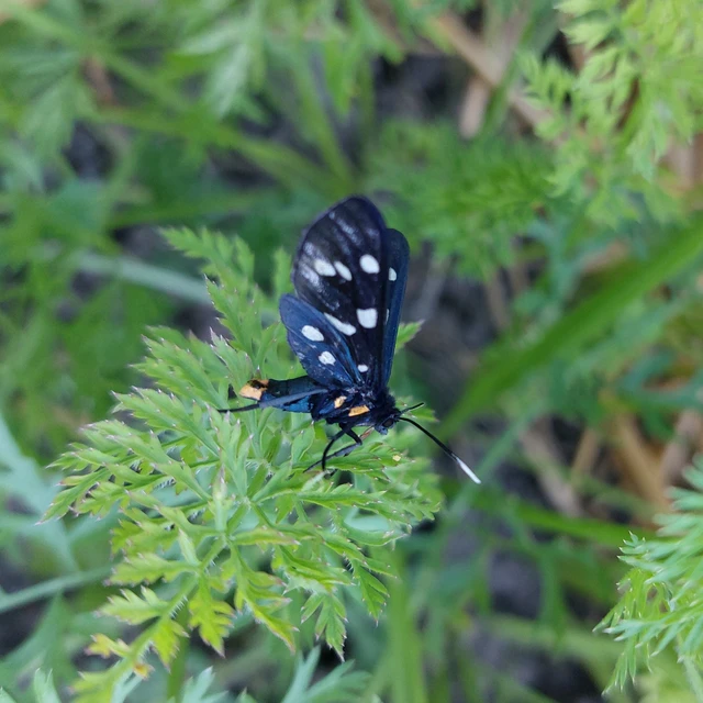 Amata phegea - fehérpettyes álcsüngőlepke