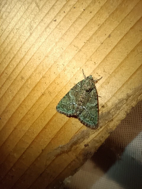 Polyphaenis sericata - selyemfényű erdeibagoly