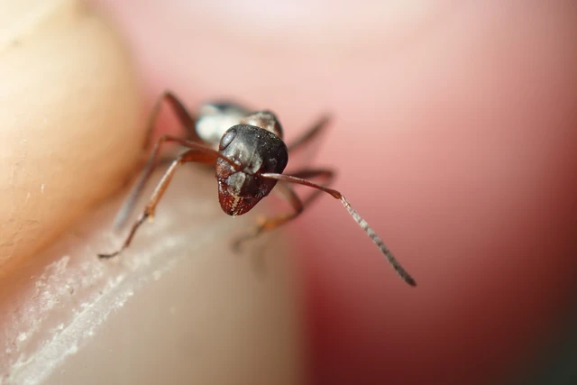 Formica cunicularia - gyakori rabszolgahangya