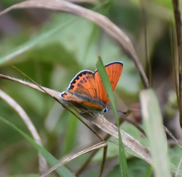 Lycaena thersamon - kis tűzlepke