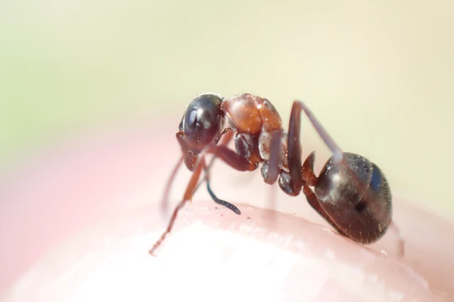 Formica rufibarbis - vörös rabszolgahangya