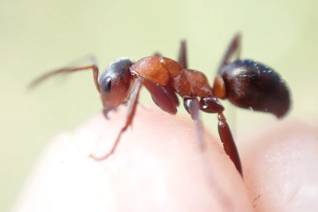 Formica clara - pusztai rabszolgahangya