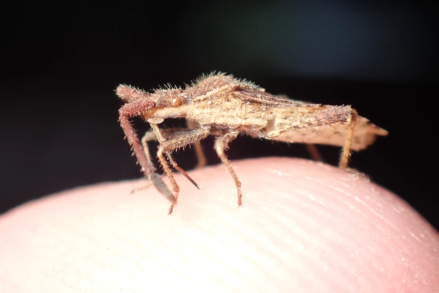 Coriomeris