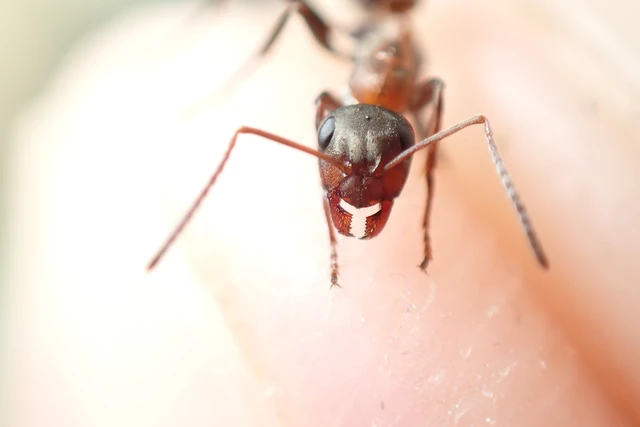 Formica rufibarbis - vörös rabszolgahangya