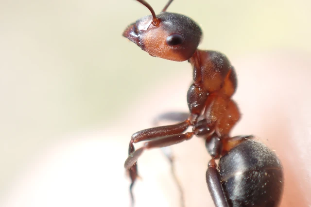 Formica pratensis - réti vöröshangya