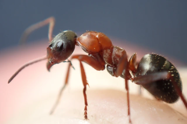 Formica rufibarbis - vörös rabszolgahangya