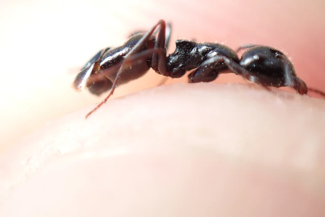 Camponotus atricolor - nyerges lóhangya