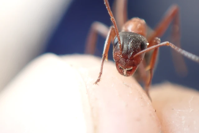 Formica rufibarbis - vörös rabszolgahangya