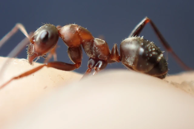 Formica rufibarbis - vörös rabszolgahangya