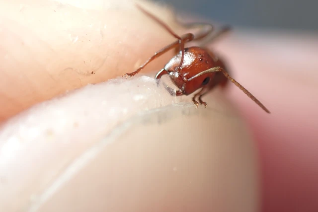 Polyergus rufescens - amazonhangya